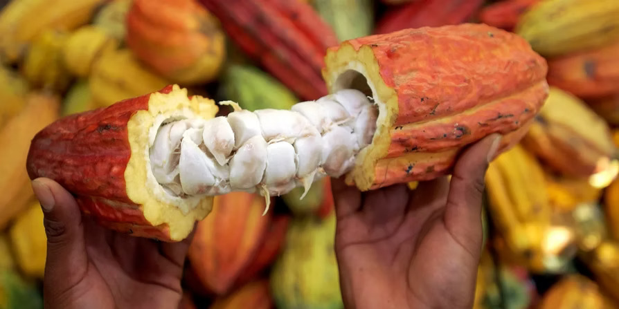 Rapé Cacao – Posvätné spojenie zeme a srdca