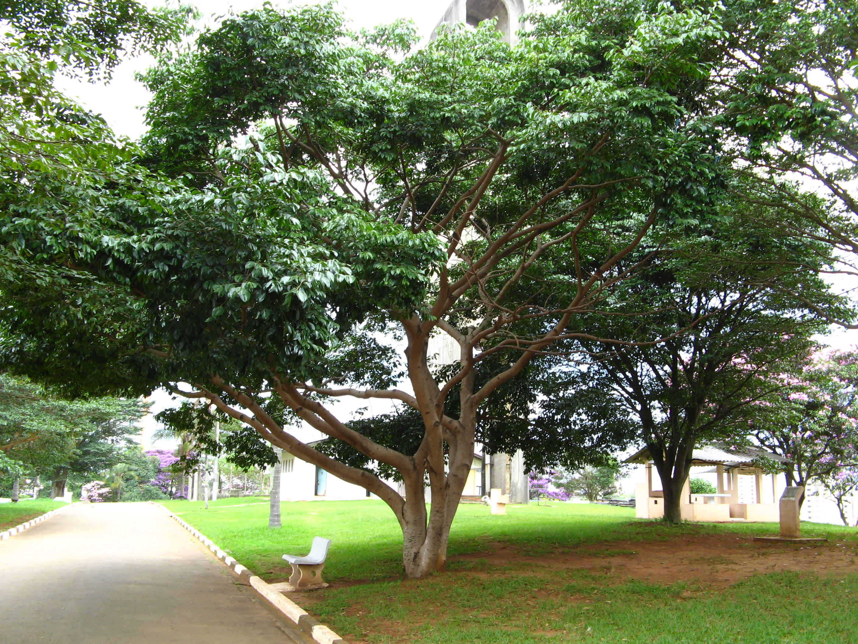Jatoba (Hymenaea courbaril)