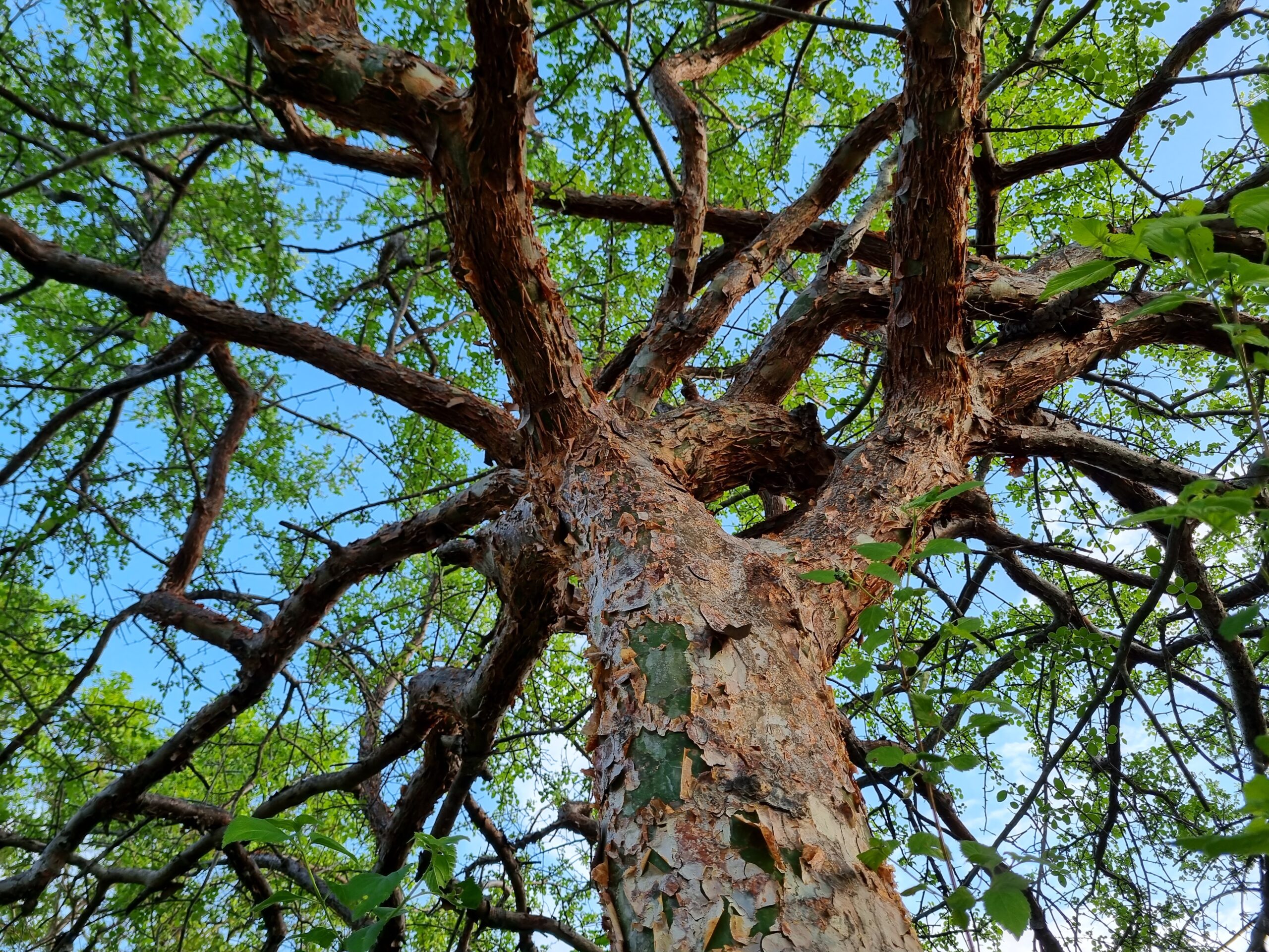 Imburana: Posvätný strom Amazónie a jeho miesto v tradícii Rapé