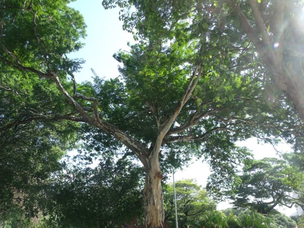 Mulateiro strom z Amazónie