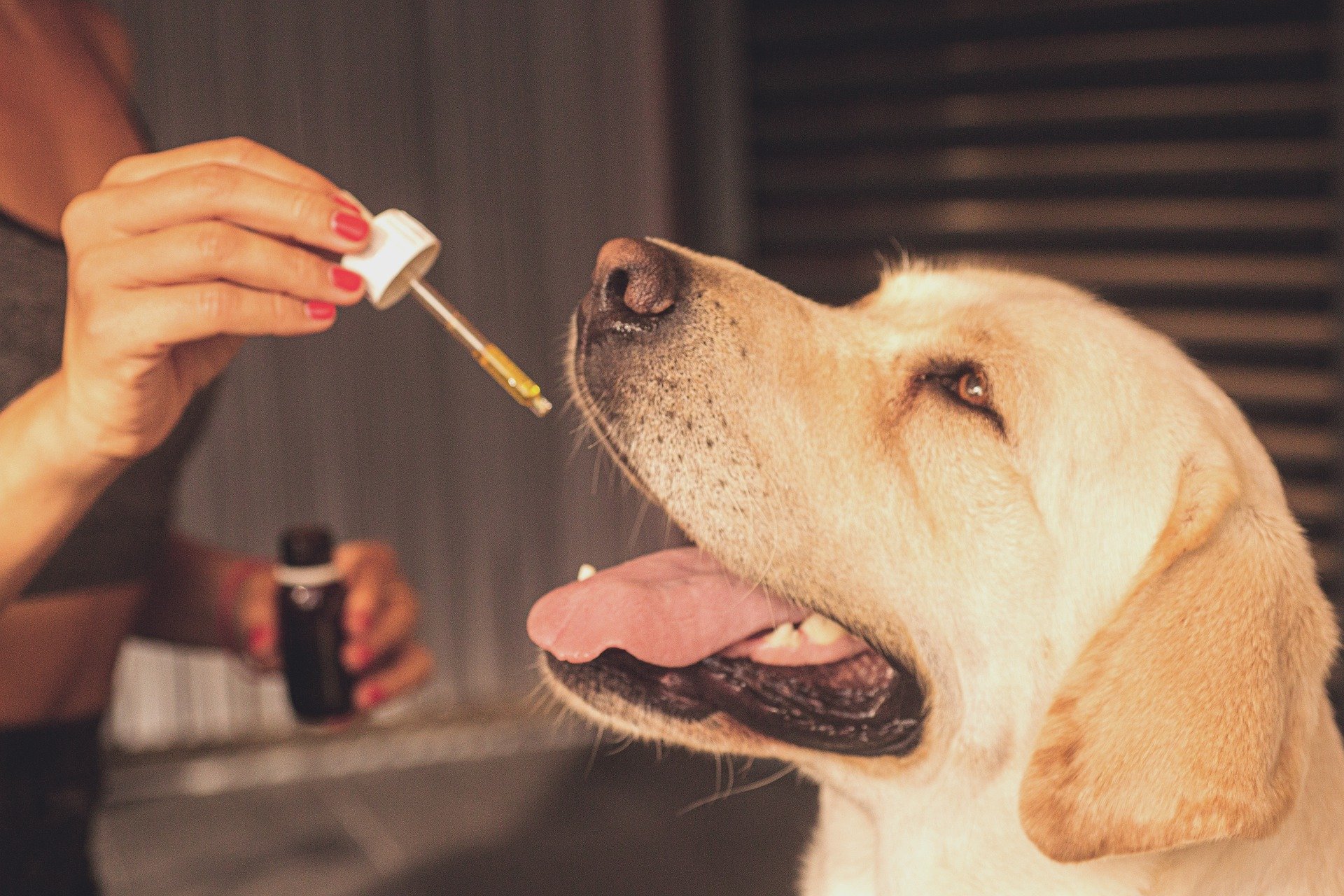 CBD pre psíkov - účinky, benefity, dávkovanie