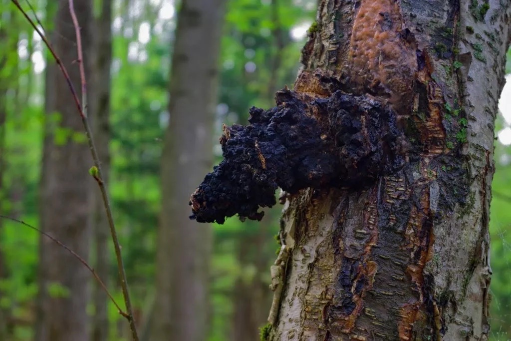 Tajomstvá Sibírskej Čagy: Kde rastie tento lesný poklad?