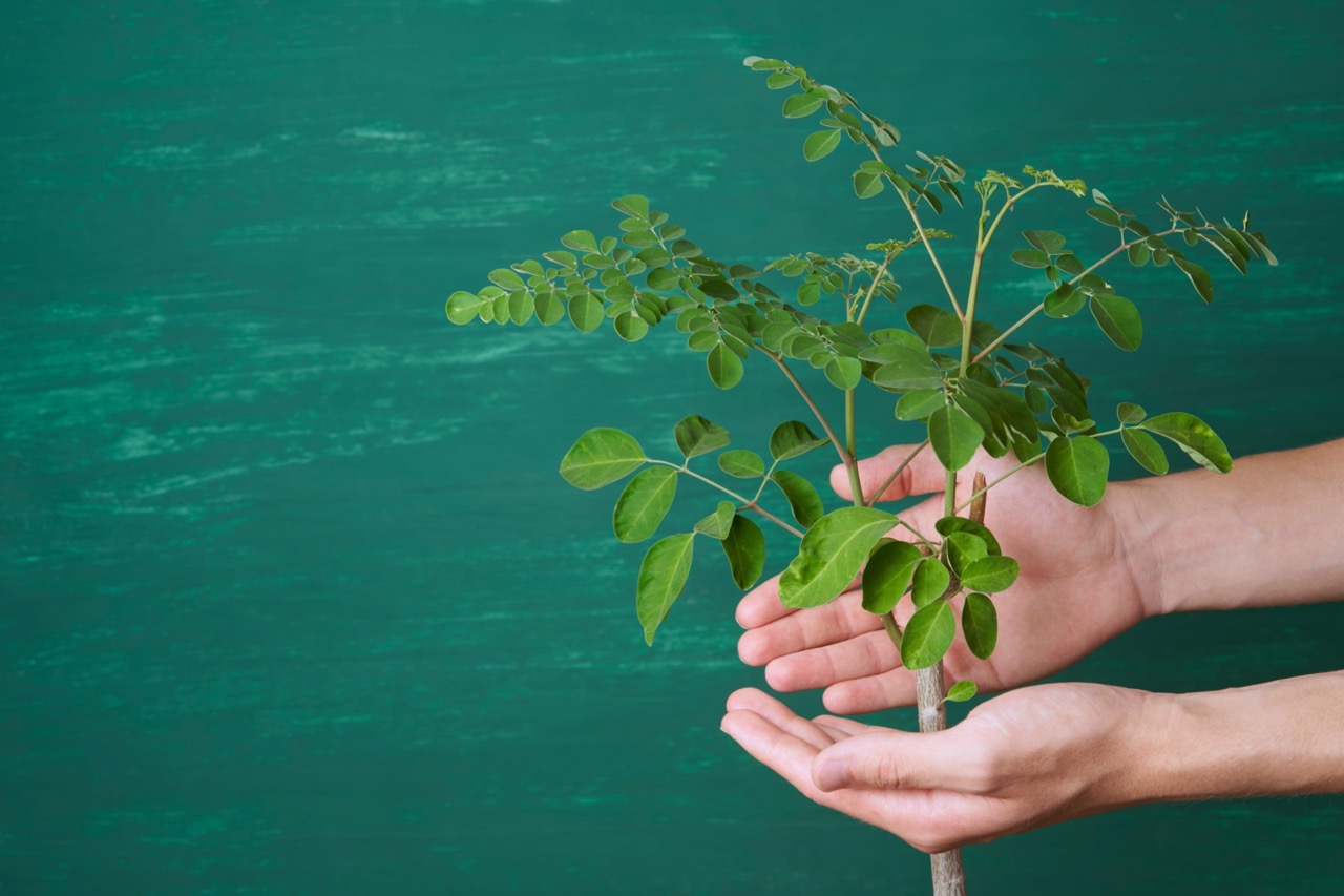 Barbara Simonsohn - Moringa zázračný jedlý strom