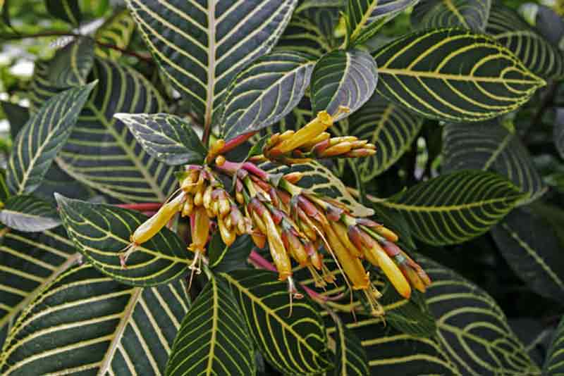 Sansara (Sanchezia nobilis)