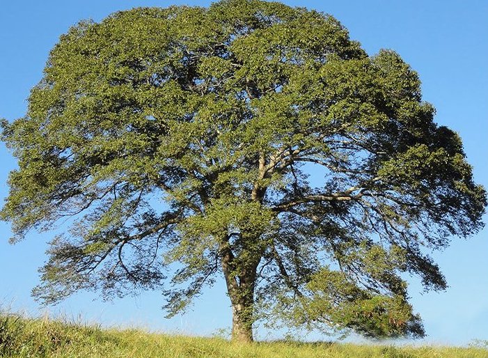 Cumaru – Gigant pralesa, ktorého duch učí