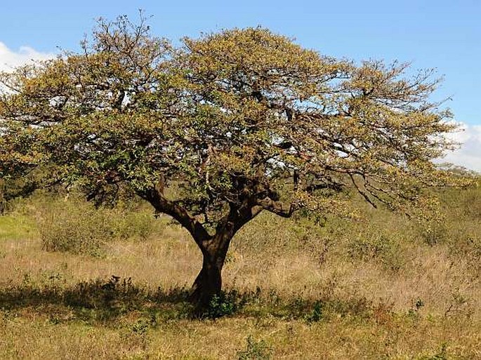 Murici tree