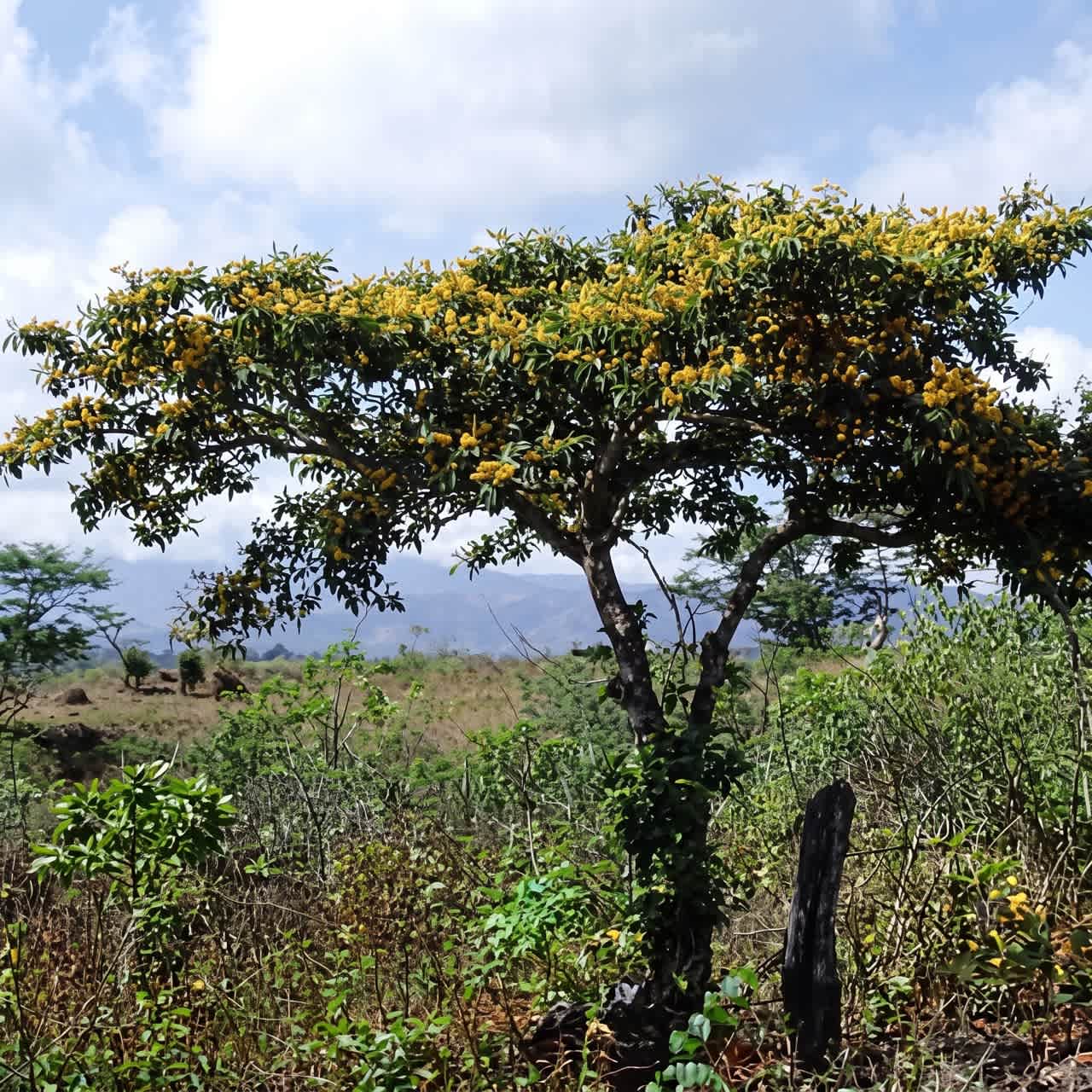 Kvitnúci strom Murici (Byrsonima crassifolia) v otvorenej krajine