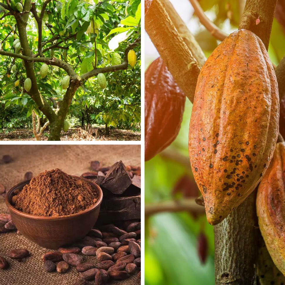 Theobroma cacao tree