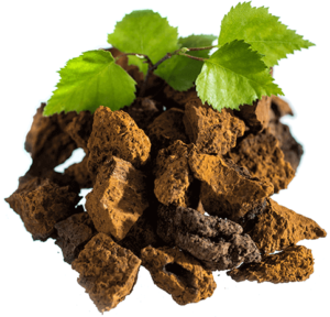 chaga chunks