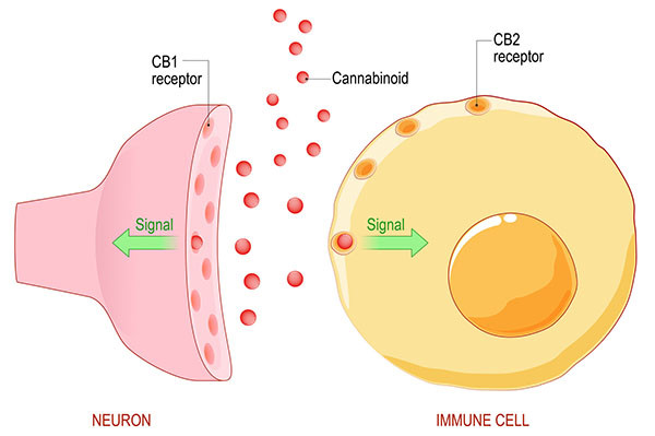 CB1 neuron imunitná bunka CB2