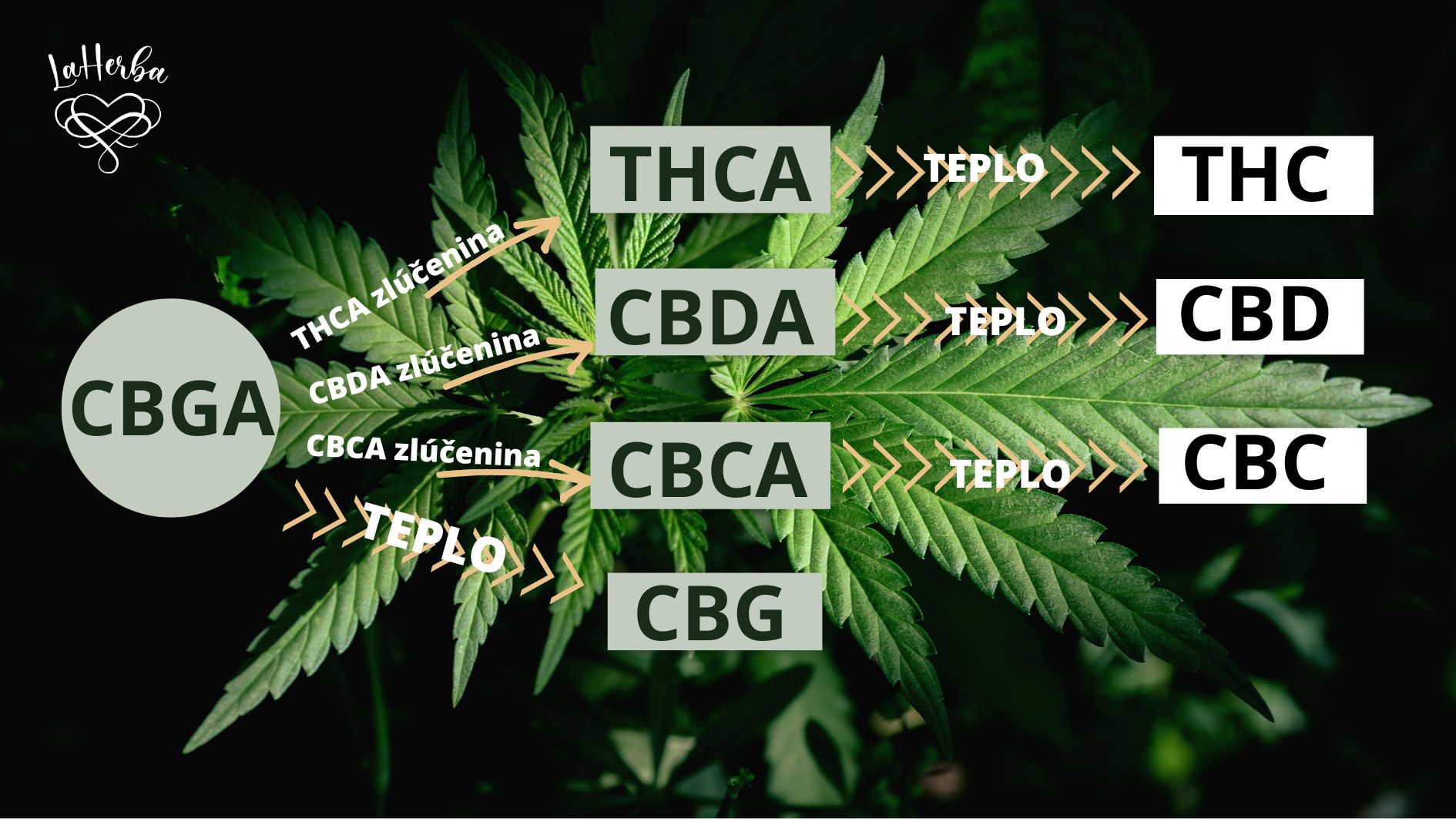 CBGA transformacia na THCA CBDA CBCA a CBG