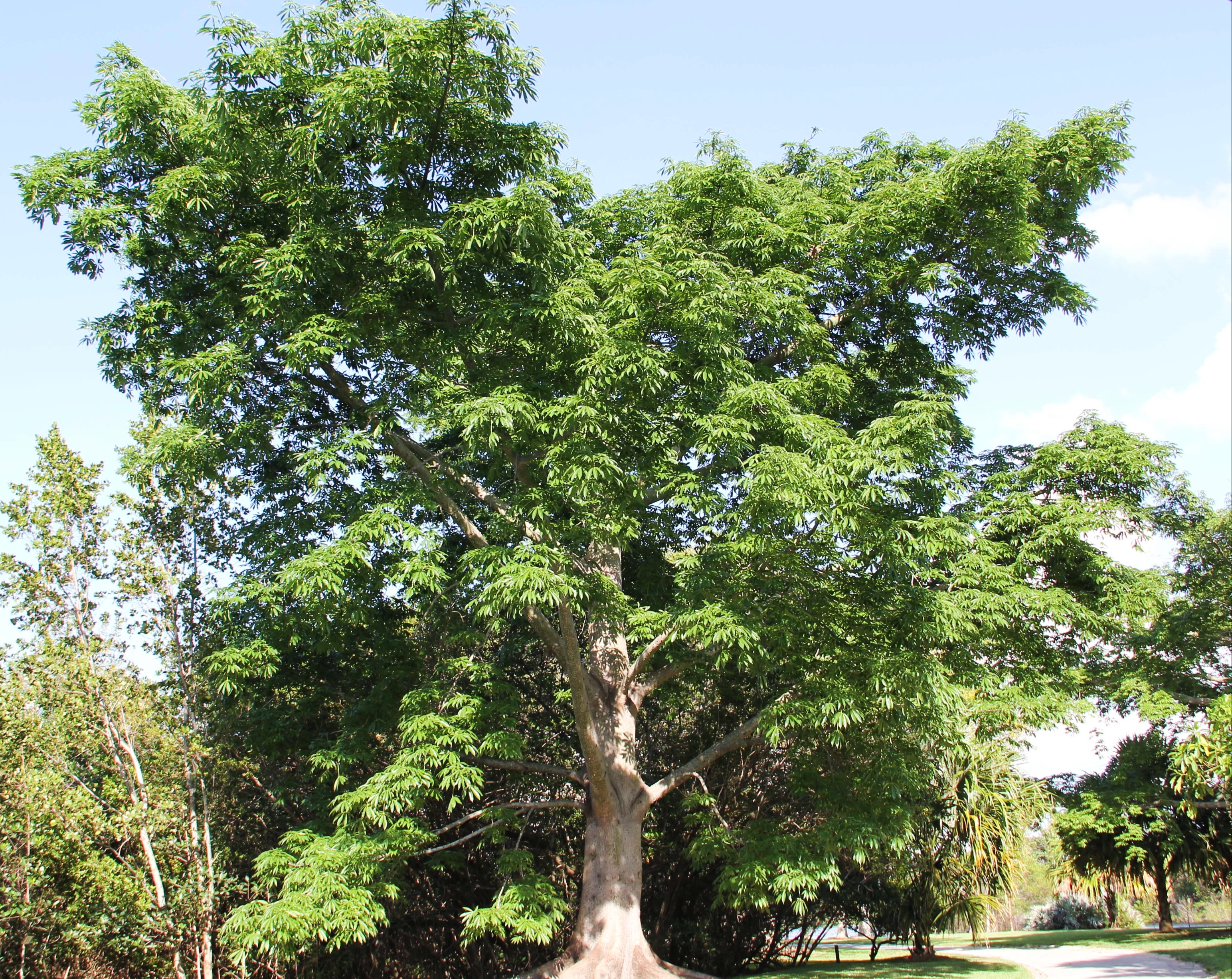 Samauma. tree