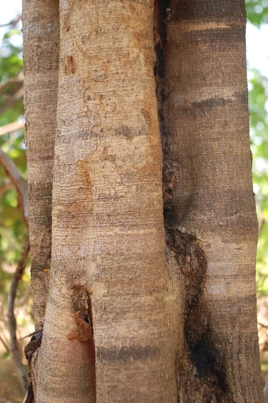 K&ocirc;ra kmeňa stromu Cenostigma macrophyllum