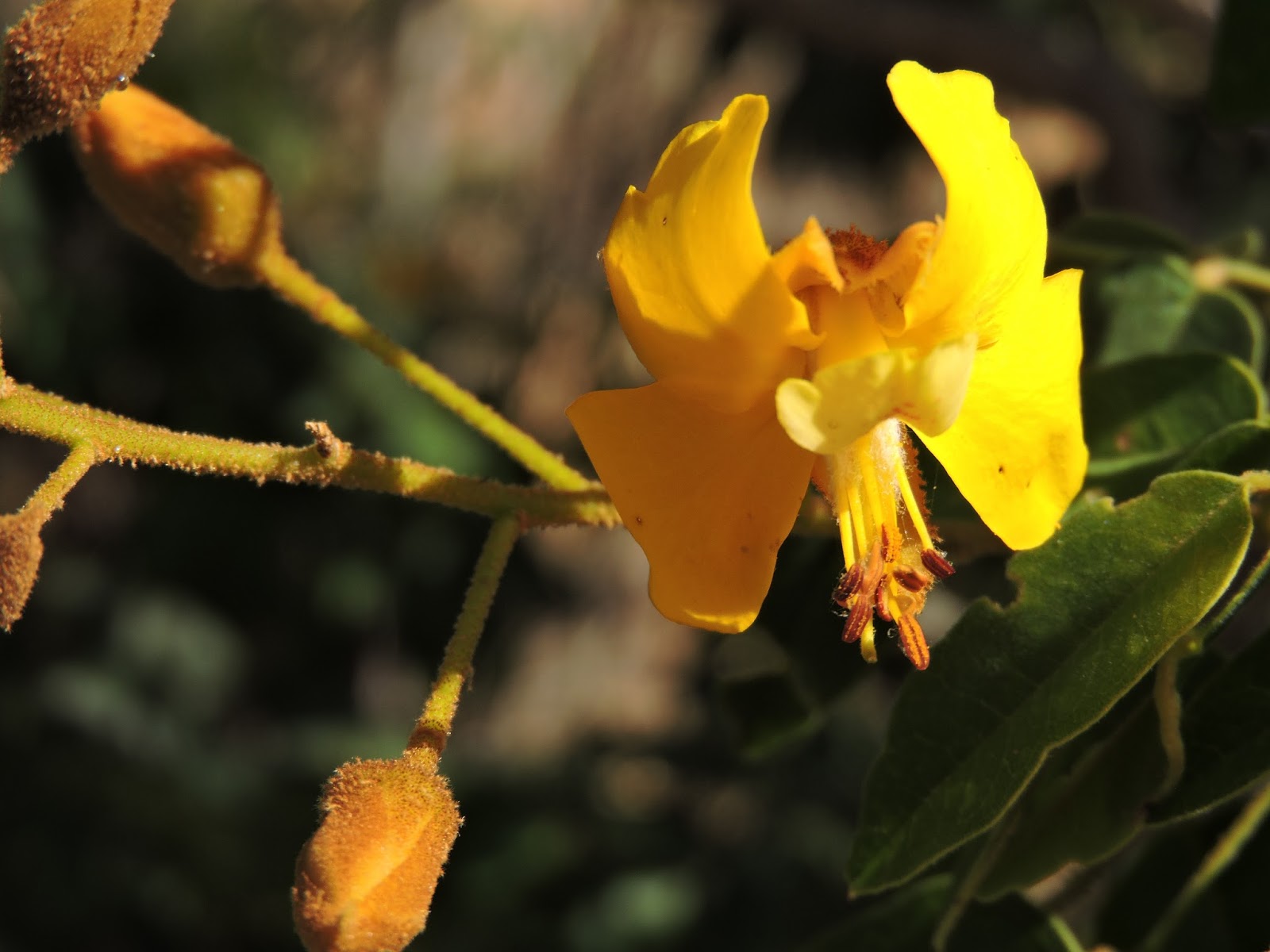 Zlatožlt&yacute; kvet stromu Cenostigma macrophyllum