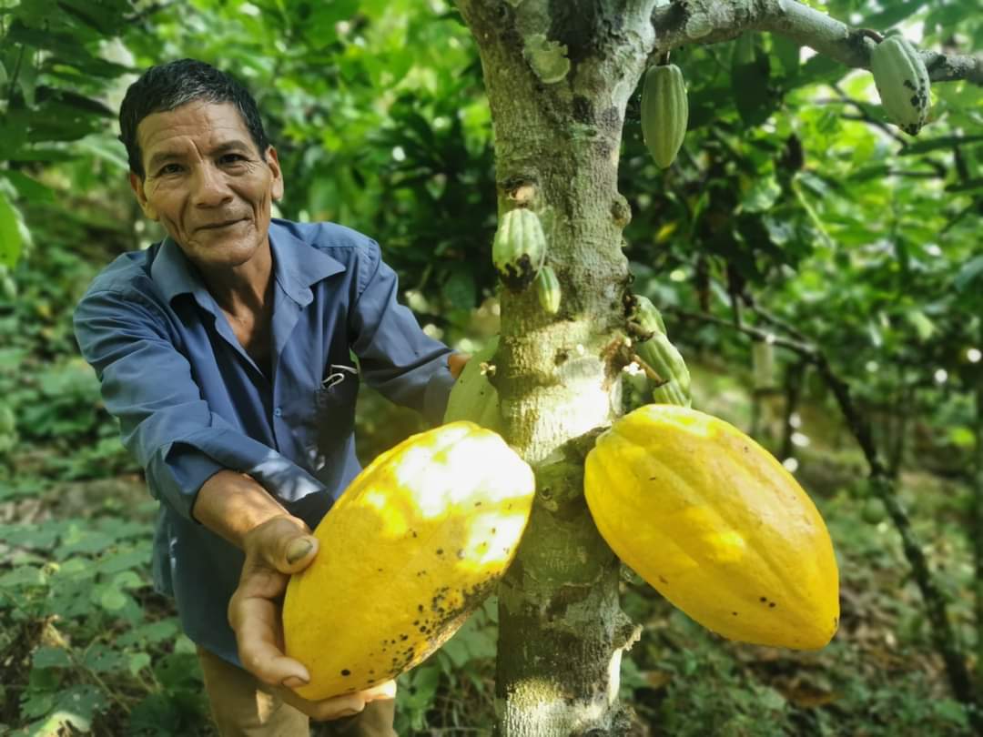 Pestovateľ v Peru ukazuje zrel&eacute; žlt&eacute; plody kakaa na strome