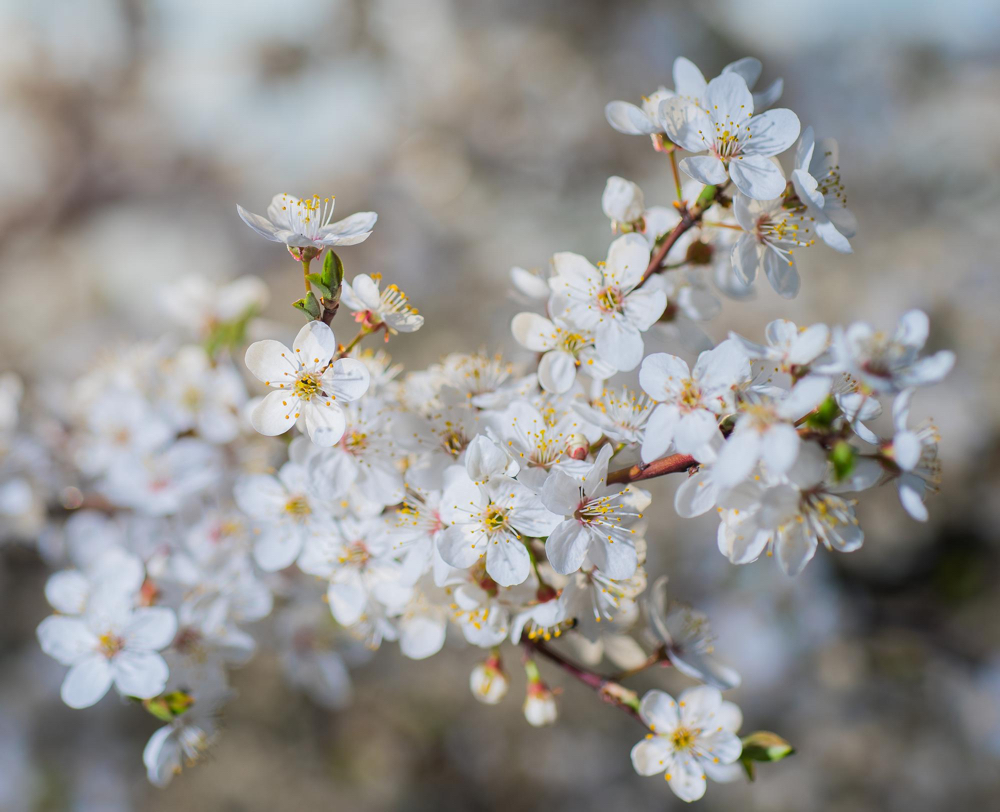 Kvitnúci strom jar čerešňa