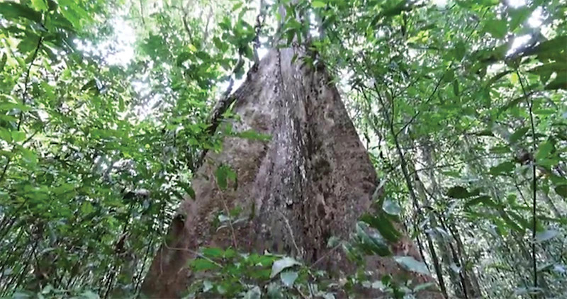 Cumaru Tree