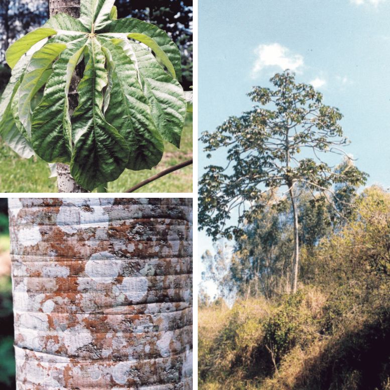 Embaubinha tree