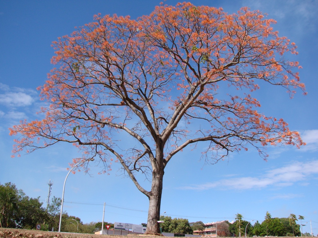 Erythrina Mulungu