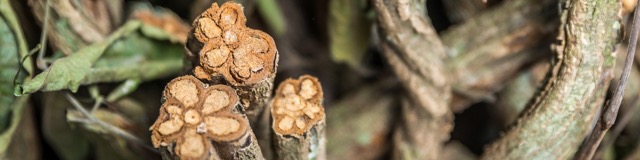 Aya vine liana mariri