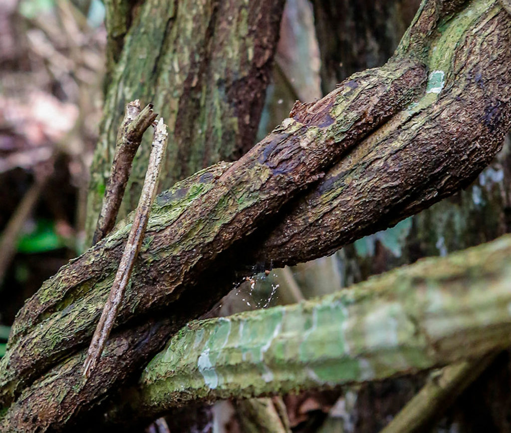 ayahuasca