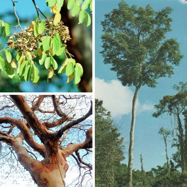 Imburana Amburana Emburana Rapeh tree