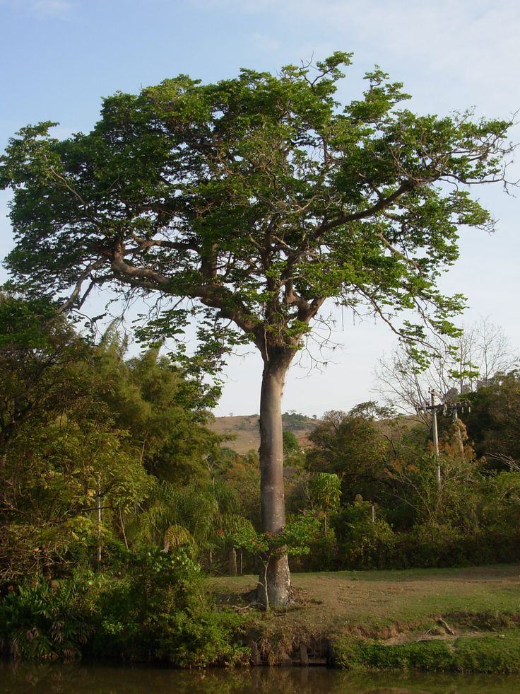 Strom jatob&aacute; (Hymenaea courbaril)