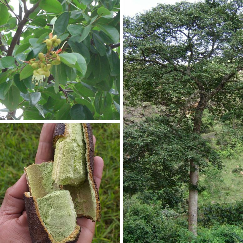 Jatoba Hymenaea courbaril tree