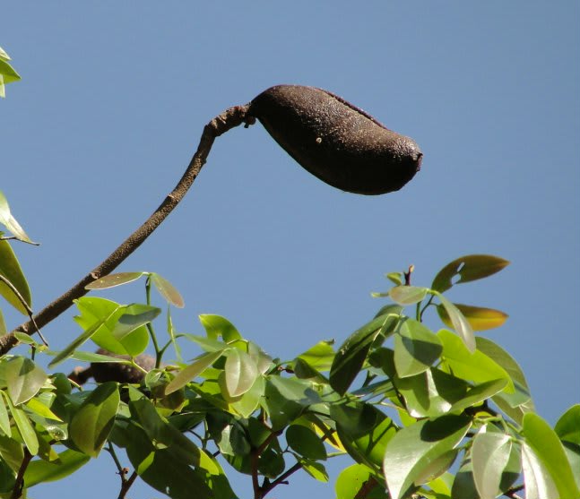 Plod jatob&aacute; na vetve s listami