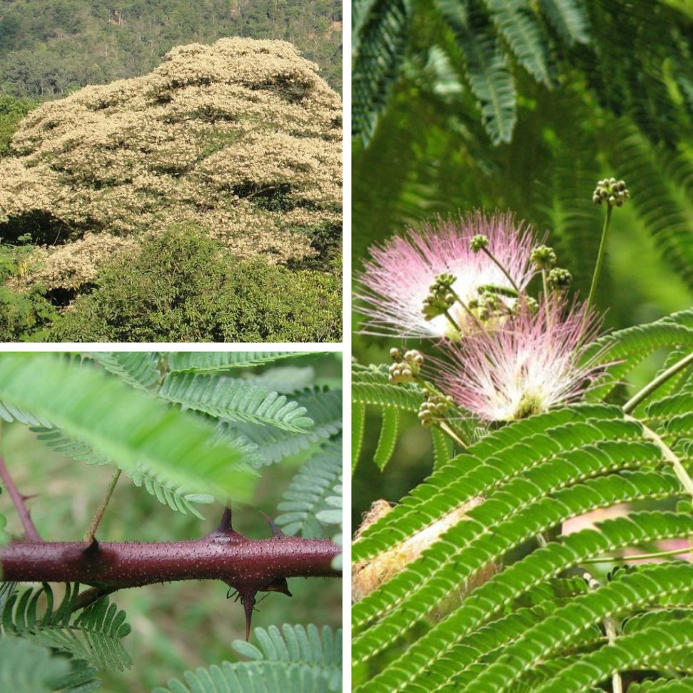 Jurema Branca rastlina strom