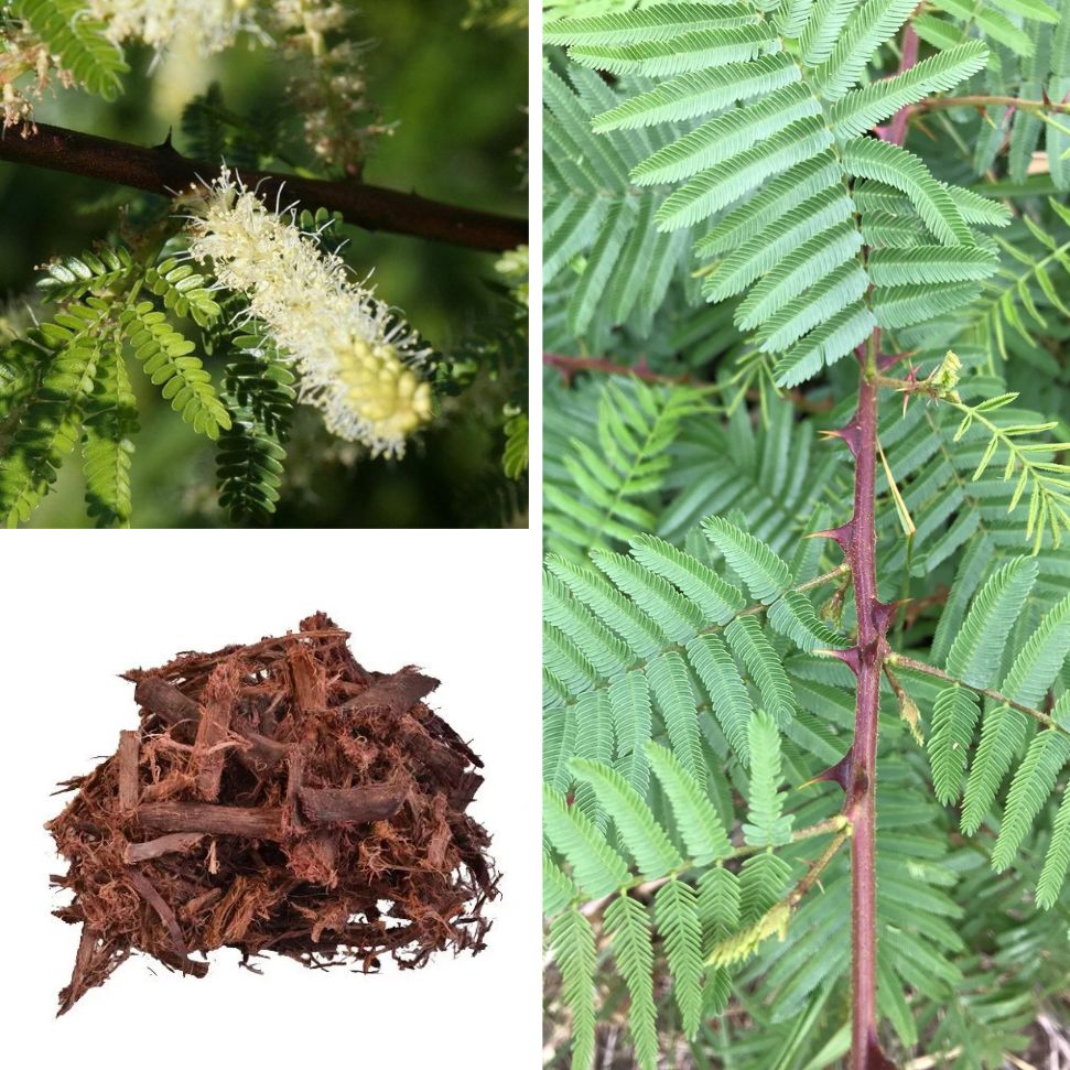 Jurema Preta rastlina plantas