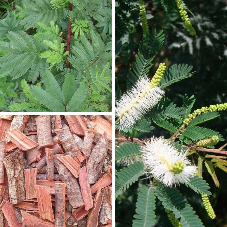 Jurema Preta Mimosa Hostilis