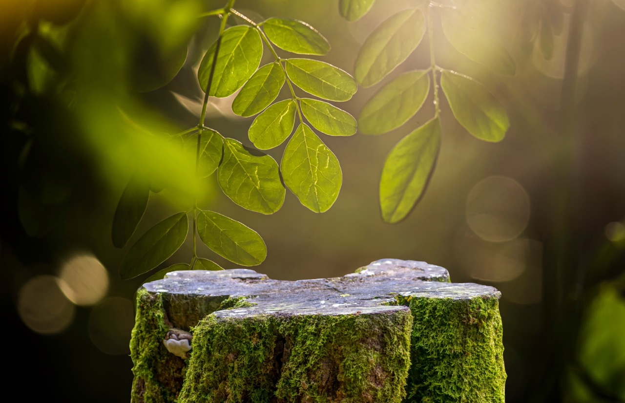 moringa miracle tree leafs