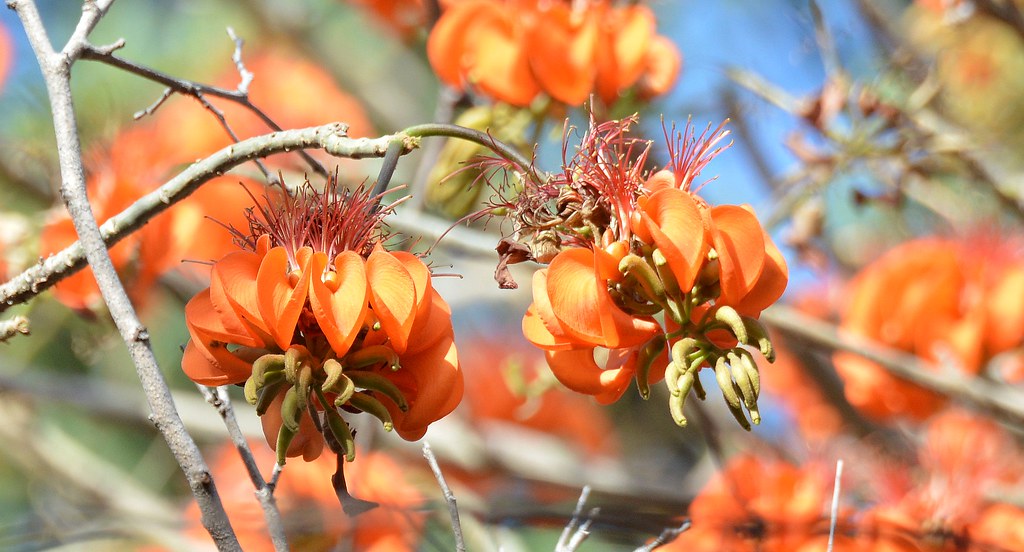 Erythrina Mulungu
