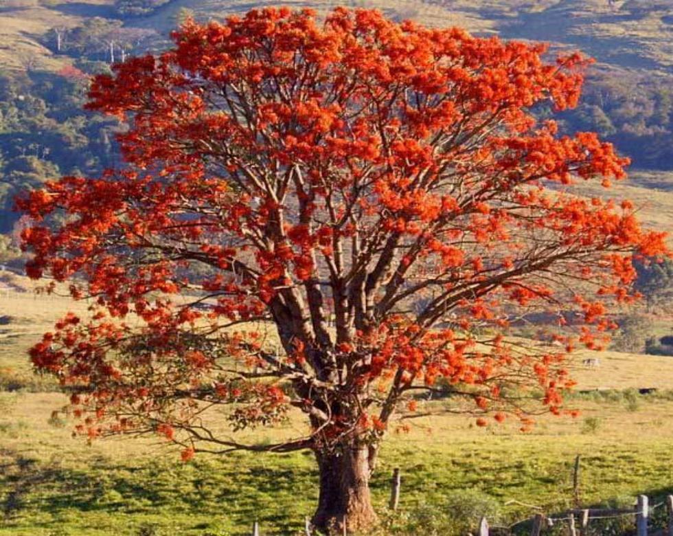Strom Mulungu (Erythrina mulungu)