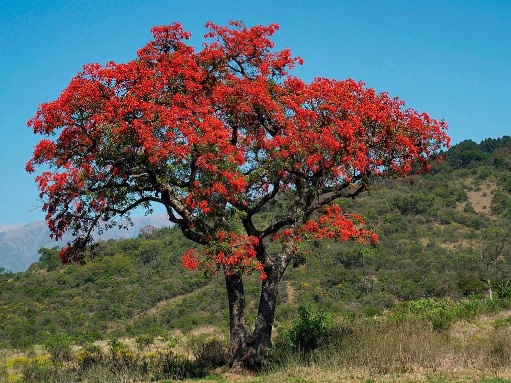 Mulungu tree