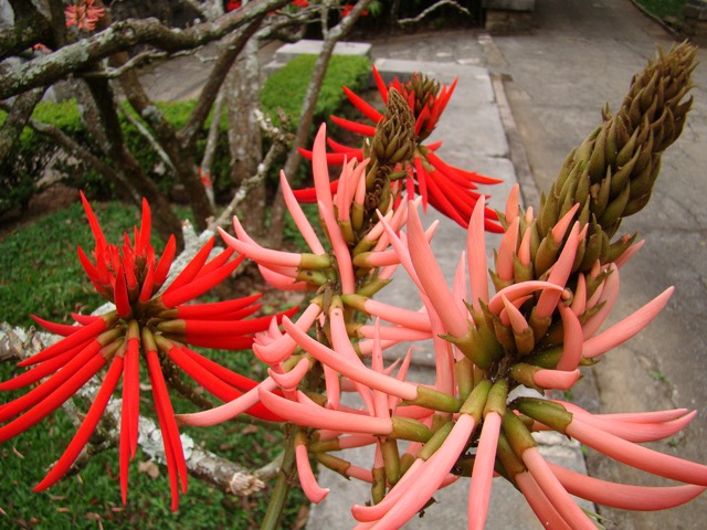 Mulungu Erythrina strom