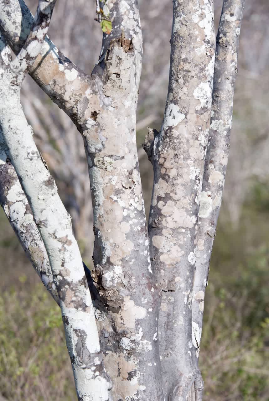 Palo Santo strom (Bursera graveolens)