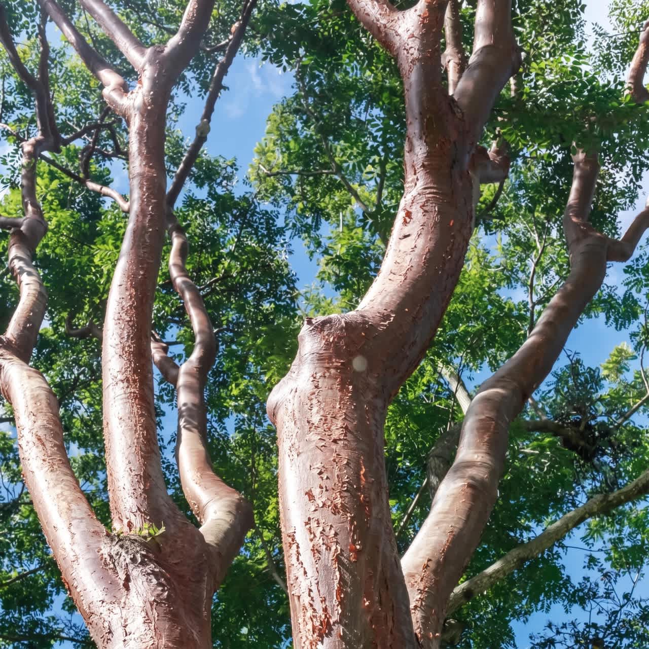 Palo Santo – strom Bursera graveolens
