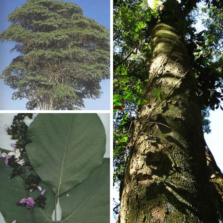 Pao Pereira Tsunu tree