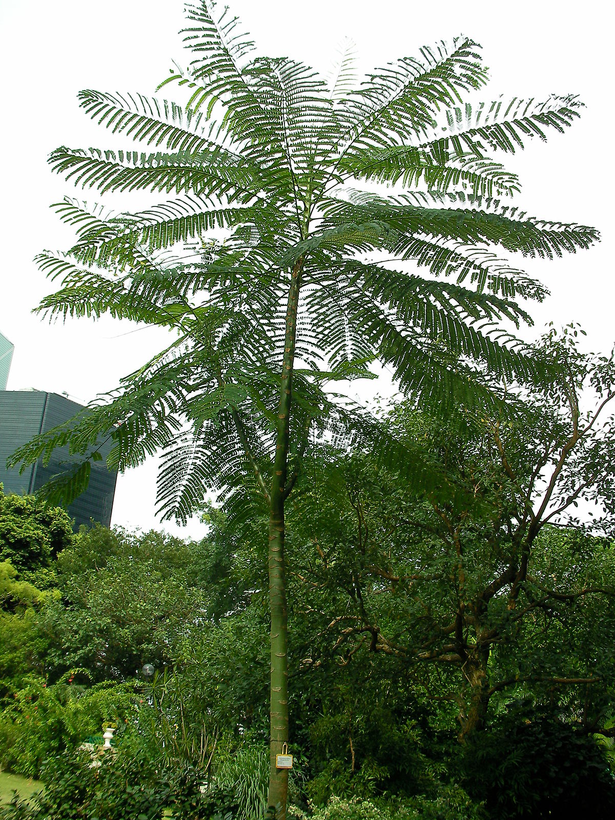 Strom Schizolobium amazonicum s veľk&yacute;mi perovit&yacute;mi listami