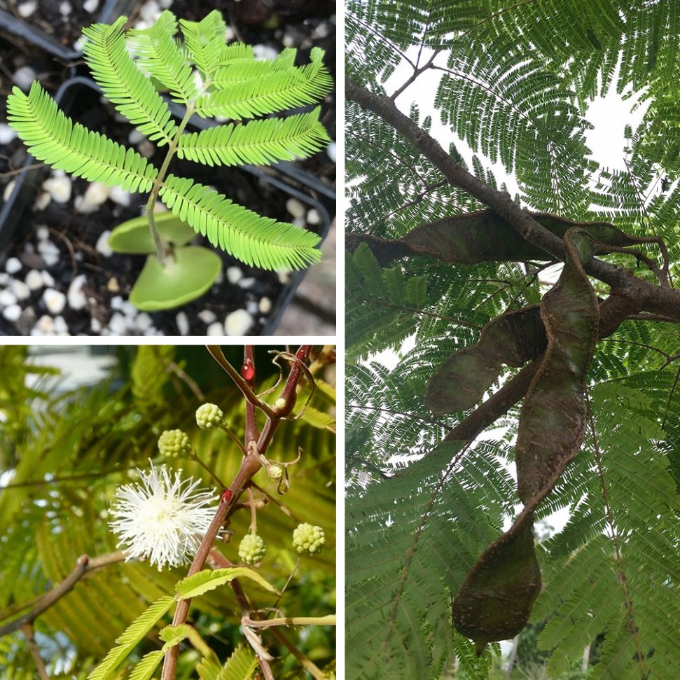 Parica tree
