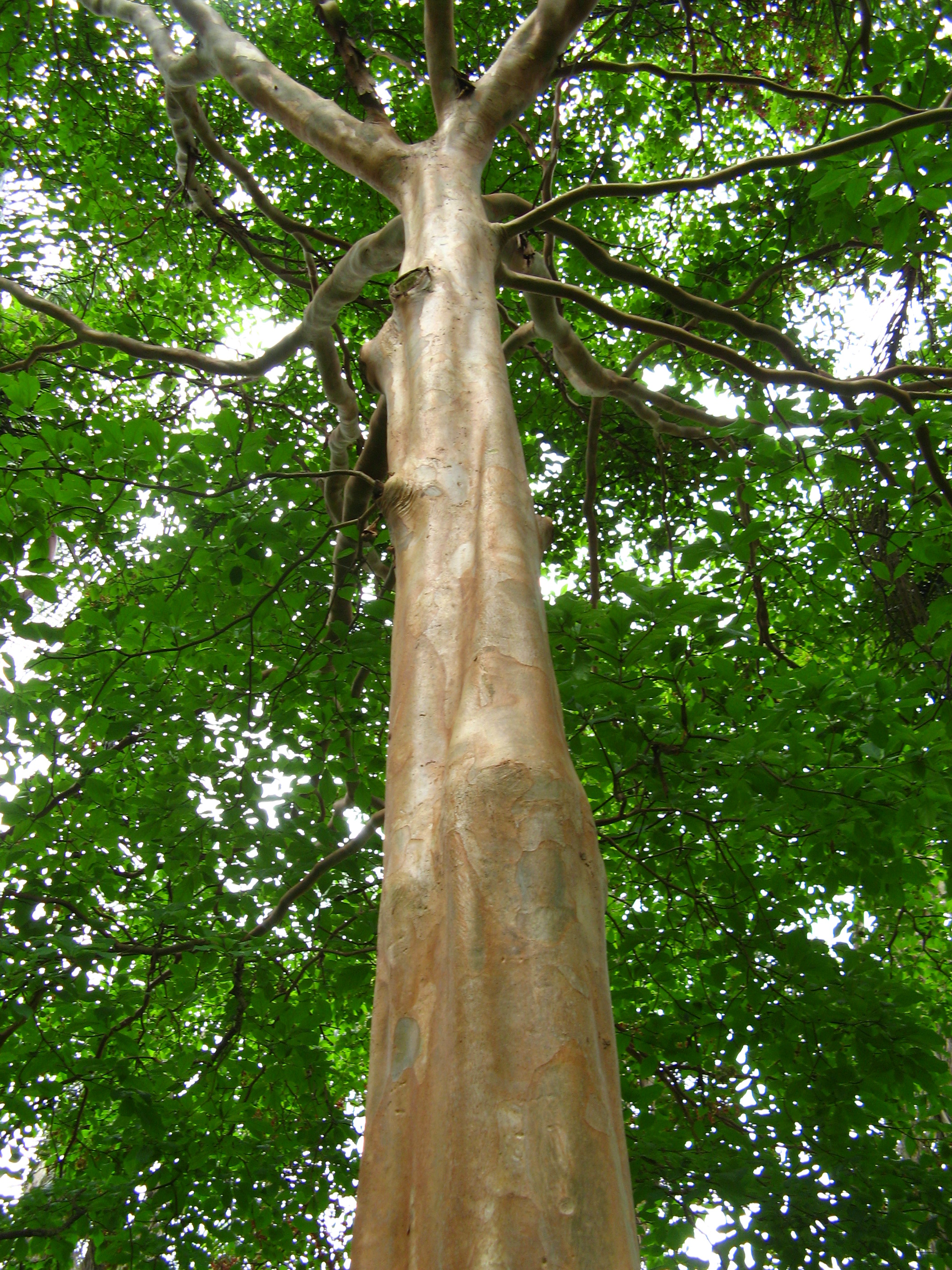 Mulateiro tree
