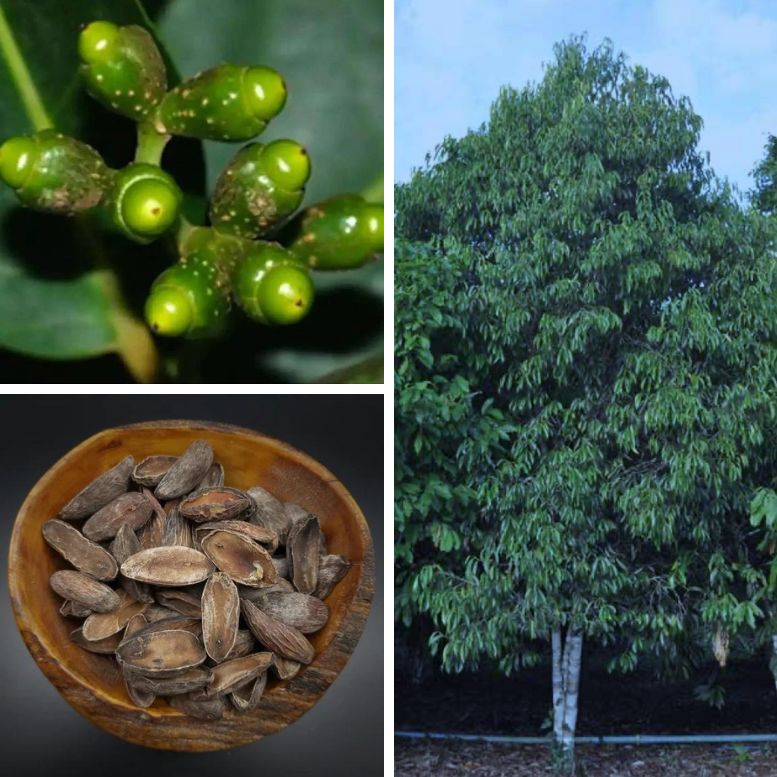 Pixuri Tree & Seeds