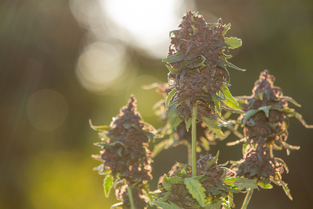 konopa hemp flowers kvety medical cannabis