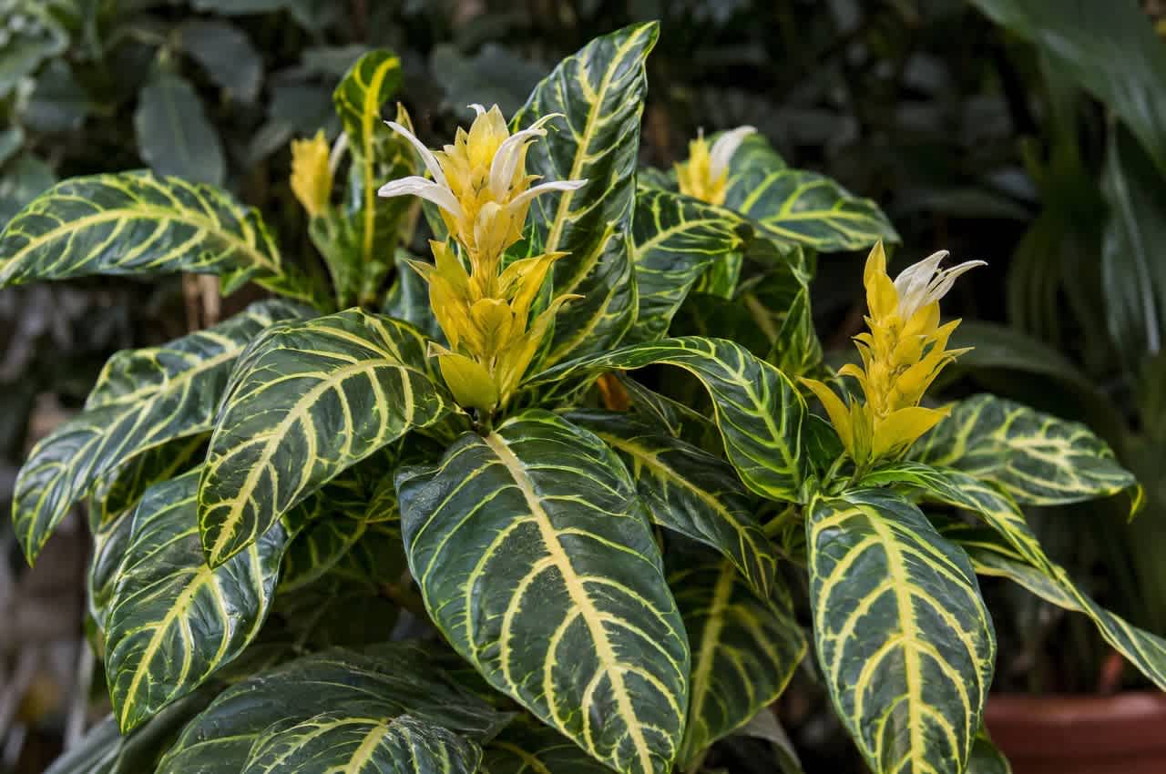 Sanchezia nobilis so žlt&yacute;mi kvetmi a listami so žlt&yacute;mi žilami