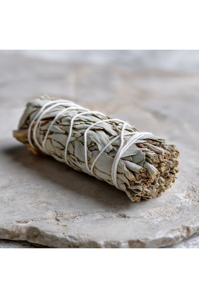 Šalvia biela 10cm Obrázok pre Šalvia biela 10cm