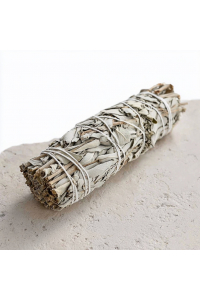 Šalvia biela kingsize 23cm Obrázok pre Šalvia biela kingsize 23cm