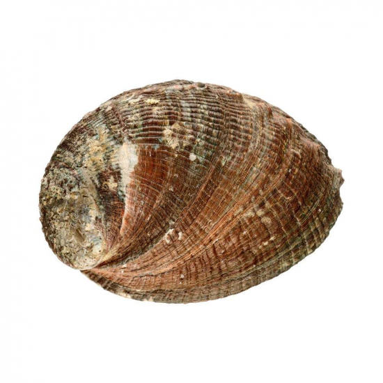 Perleťov&aacute; vydymovacia mu&scaron;ľa Abalone z Mexika &ndash; La Herba